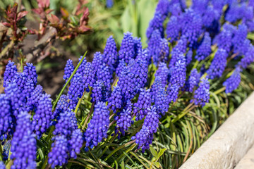 bunch of lavender flowers