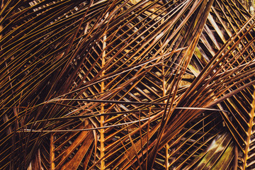 Bright and sharp palm leaves. Background shot