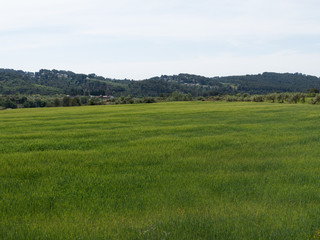 Campos de trigo