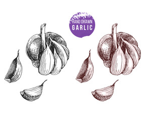 Hand drawn garlic