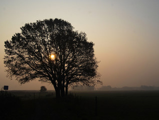 Fototapeta na wymiar der Baum im Nebel
