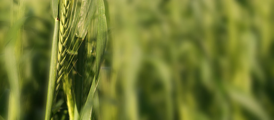Green ear of corn © Pawel Horazy