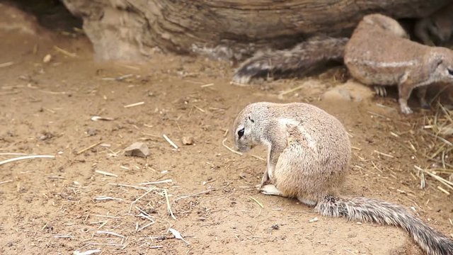 Funny gopher quickly scratches his body by foot, slow motion 1080p