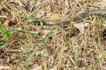 European grass snake sun bathing in springtime