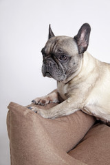 Porträt Französische Bulldogge auf Hundesofa