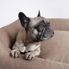 Porträt Französische Bulldogge auf Hundesofa