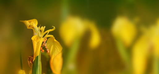 Yellow Iris (Iris pseudacorus) 1