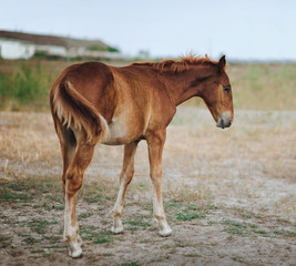 Fototapeta premium Young horse walking in the field.