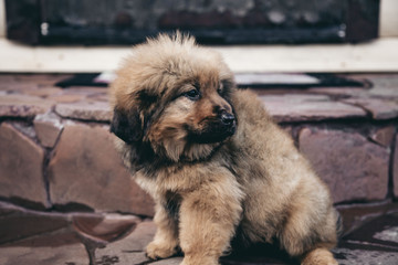 Puppies of the Tibetan mastiff in the basket