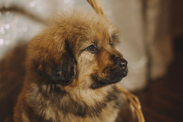 Fototapeta premium Puppies of the Tibetan mastiff in the basket