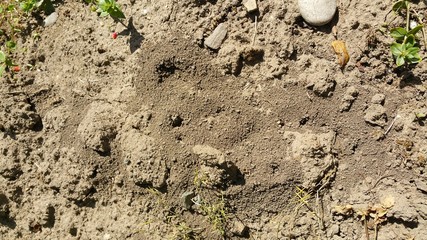 Ant holes
