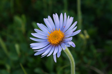 Obraz premium Flower