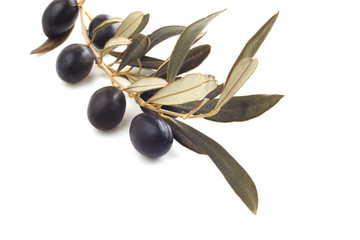 Black olives on branch