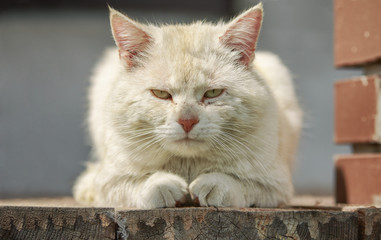 Very serious red-headed cat lies on wooden boards and watches