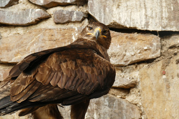 Steinadler im Falkenhof Großer Feldberg
