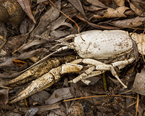 River crayfish and mollusk shells lie on leaves and sand in spring on the river bank background texture