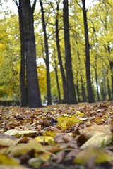 Obraz premium autumn