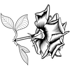 Black and white graphical blossom rose with leaves. Vector.