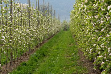 Fototapeta na wymiar Apple blossoms in spring