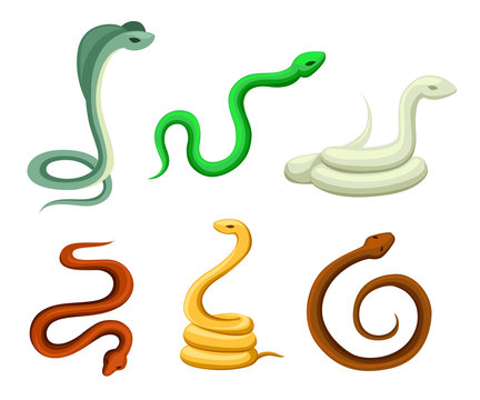 Cobra boa venomous snake bright multi-colored vector illustration isolated on white Snake character wildlife nature viper