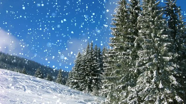 Falling snow and fir trees in the mountains in winter