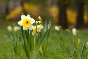 Narcissus daffodil (Narcissus jonquilla) 1