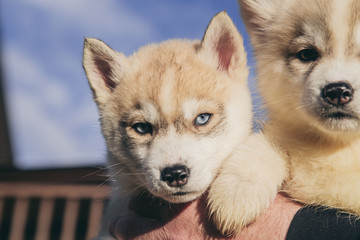 Husky puppies in the basket