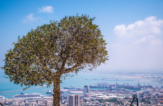 An olive tree against the background of the city of Haifa, the Mediterranean Sea and the sky.