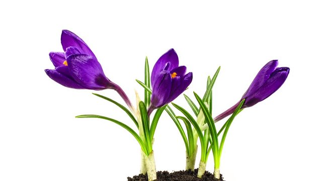 Crocuses flowers blossoming on white background. Time lapse.