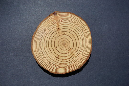 Baumscheibe Kiefer
