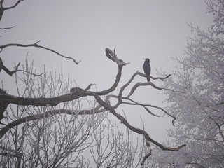 Czarny ptak na gałęzi bezlistnego drzewa