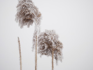Fototapeta trzcina zimową porą w śniegu i mrozie obraz