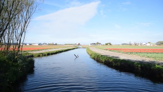beehives alongside bright yellow flowering rapeseed field in the central sea clay area Oldambt in the north of Groningen, The Netherlands