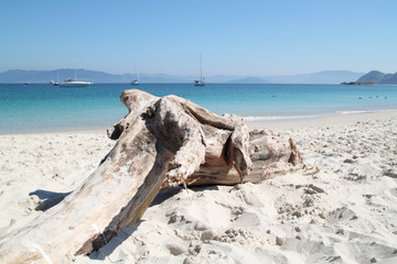 driftwood in a idyllic beach of Cies islands in Galicia, Spain - 145629247