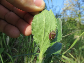 Cimice