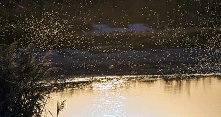 A swarm of mosquitoes near the reeds on the pond in the background light of the setting sun. Selective focus.