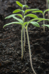 The tomato seedlings against the background of the soil. Selective focus