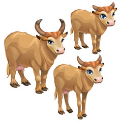 Cartoon brown cow on white background. Vector
