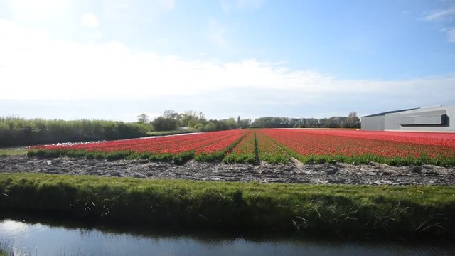 beehives alongside bright yellow flowering rapeseed field in the central sea clay area Oldambt in the north of Groningen, The Netherlands