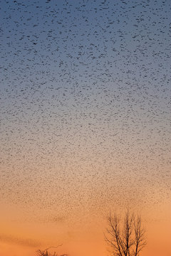 Mississippi Flyway Bird Migration