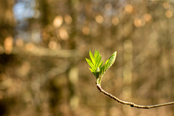 Blühender Ast im Wald im Frühling