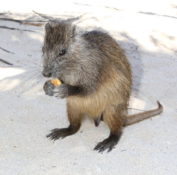 Desmarest's Hutia, Cuban Hutia Capromys pilorides