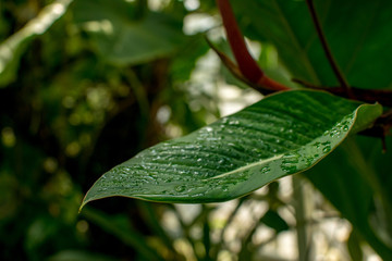 Feuchtes Blatt mit Wassertropfen bei Sonnenschein