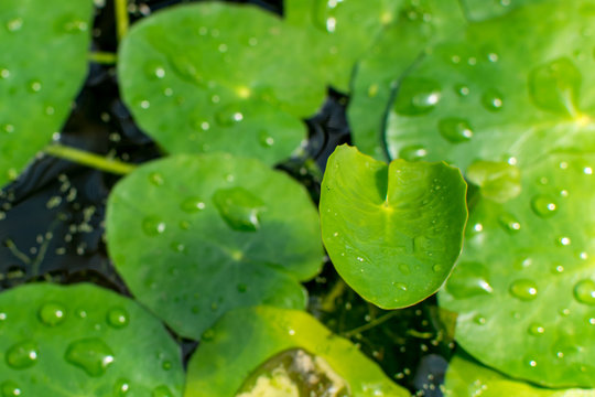 Seebl&auml;tter mit Wassertropfen auf einem mit Moos bedecktem Wasser