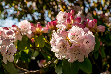 Fototapeta na wymiar Blühende rosafarbene Kirschblüten im Sonnenschein