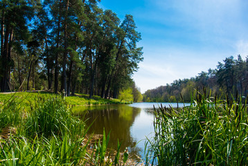 Forest lake with small canes
