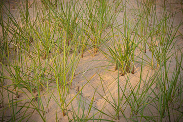 Marram Grasses Number 2