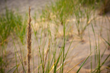 Marram Grasses Number 9