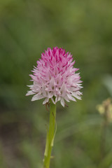 Vanilla Orchid (nigritella nigra), maritime alps, france.