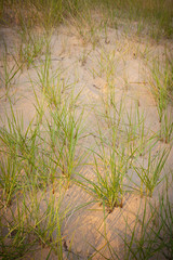 Marram Grasses Number 10
